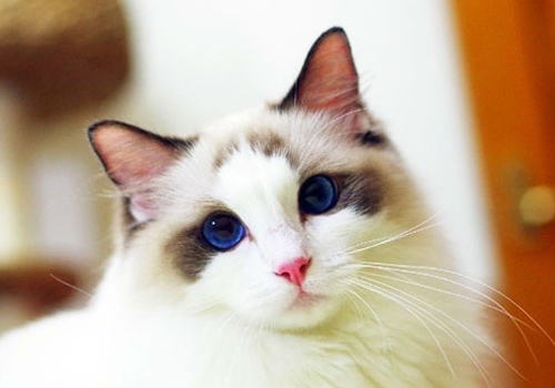 猫咪粉刺的原因及症状