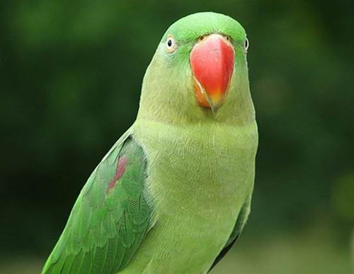 鸟儿的脖子为什么不能连续转动 鸟儿的脖子为什么不能连续转动