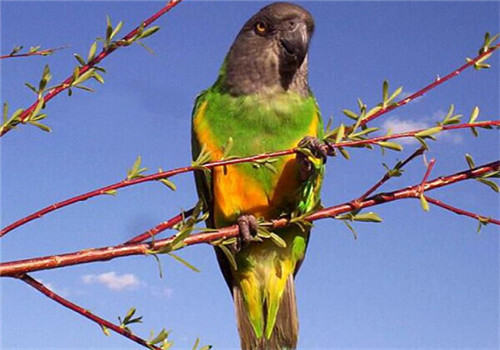 塞内加尔鹦鹉对生活环境的要求