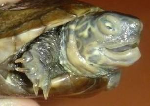 水龟类宠物龟正常蜕皮与几种常见皮肤病的鉴别诊断 水龟类宠物龟正常蜕皮与几种常见皮肤病的鉴别诊断