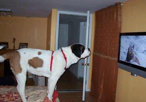 狗狗能看懂电视吗