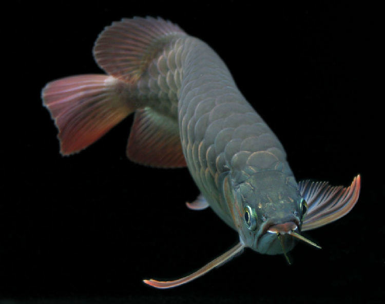 关于蓝系过背金龙的审美标准 关于蓝系过背金龙的审美标准