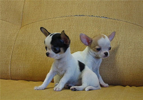 犬巧克力中毒的病因及诊断