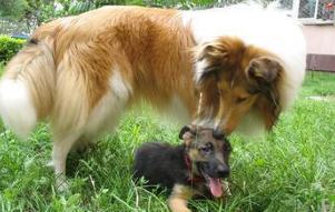 苏格兰牧羊犬掉毛的解决方法