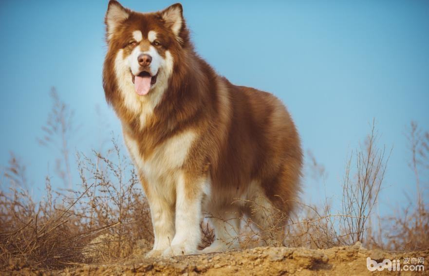 阿拉斯加的饲养成本,饲养阿拉斯加的花费