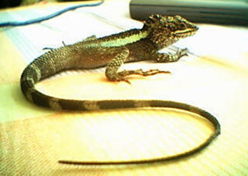 北草蜥的外形特点