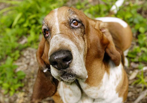 犬患细菌性心内膜炎有什么症状