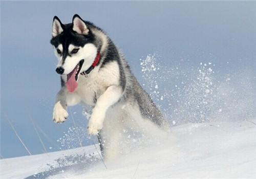 哈士奇的品种简介