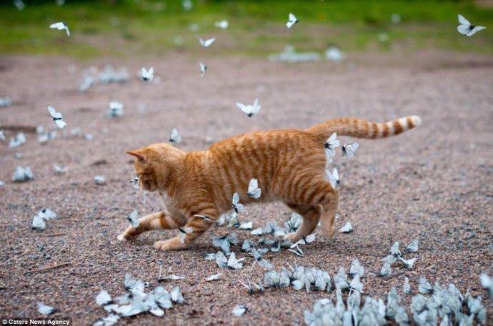 猫咪养护的五个注意事项