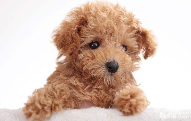 贵宾犬毛发稀疏怎么办？