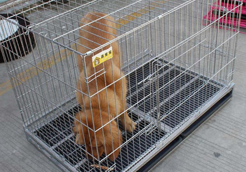 哪些液体应尽量远离狗狗 哪些液体应尽量远离狗狗