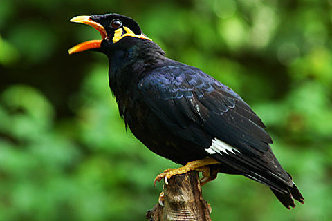 家庭饲养八哥鸟的环境要点 家庭饲养八哥鸟的环境要点