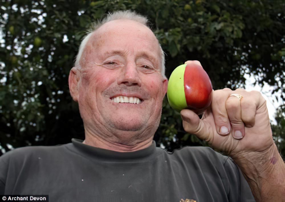 英国老人种出半红半绿苹果