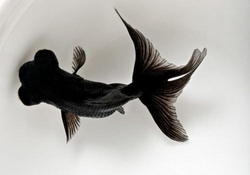 金鱼饲养方法有哪些? 金鱼饲养方法有哪些?