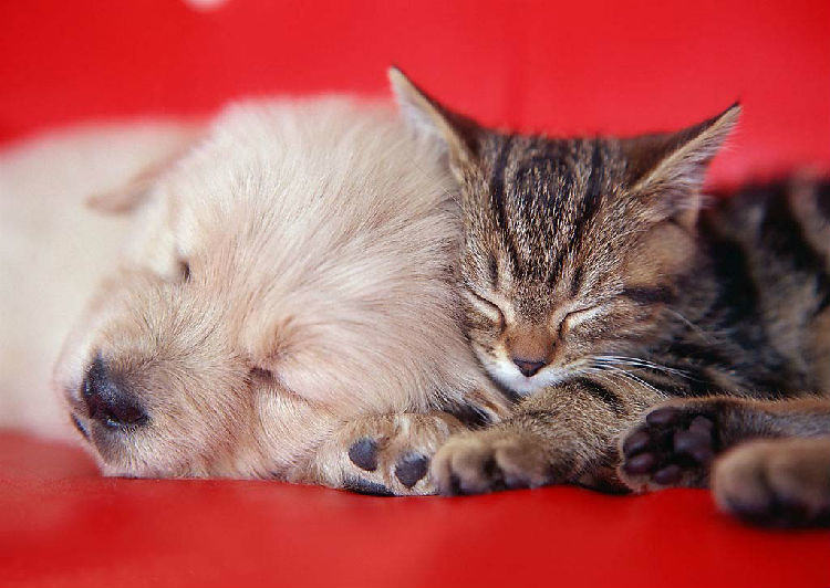 让猫咪和狗狗和谐相处之道