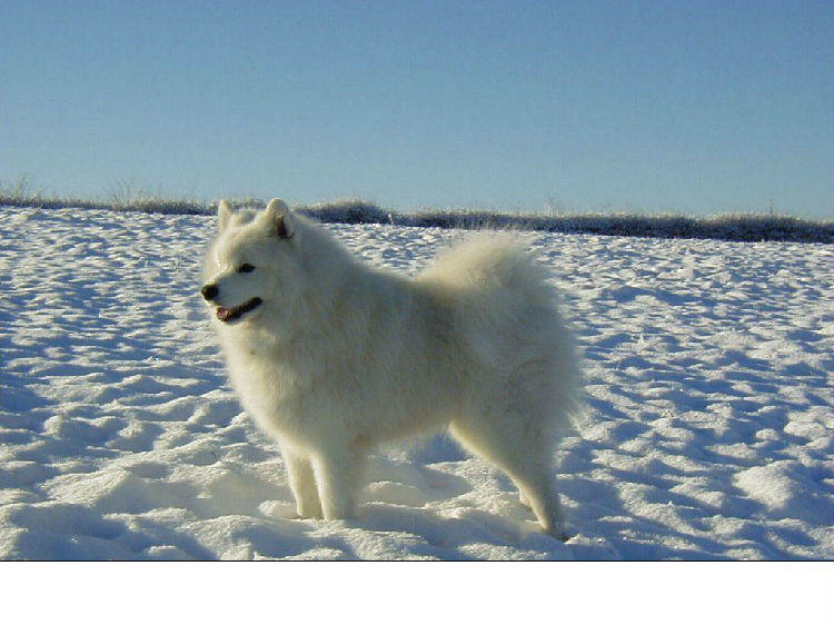 用不用给萨摩耶狗狗补钙呢？狗狗缺钙的危害是什么