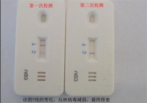 犬瘟热病毒测试