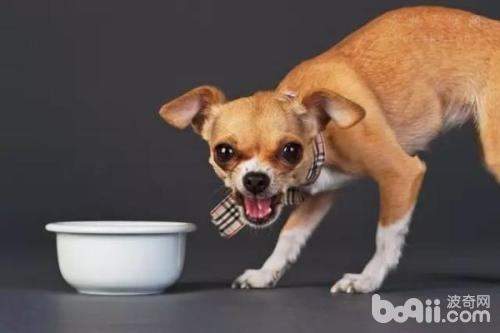 狗狗龇牙咧嘴护食怎么办？