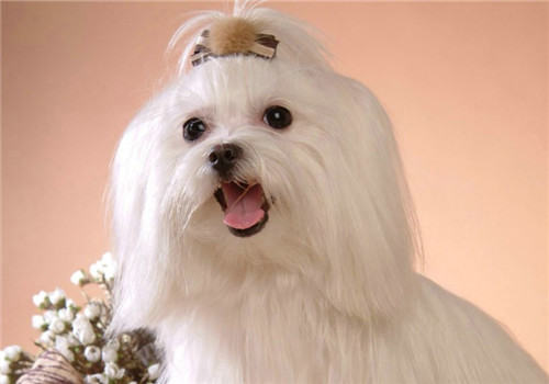 犬干眼病的预防措施