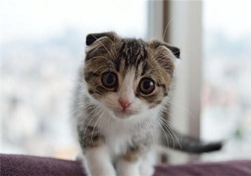 帮助猫咪解决挑食有绝招 帮助猫咪解决挑食有绝招