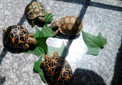 龟鳖混养的方法