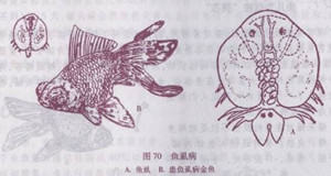 春季淡水鱼类易发的寄生虫病 春季淡水鱼类易发的寄生虫病