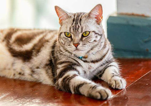 猫咪智商排行榜10种最聪明的猫