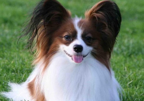 蝴蝶犬美容的标准