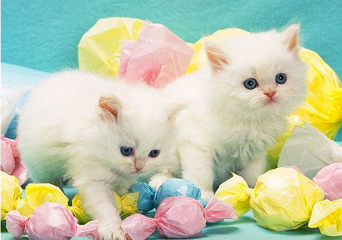 猫咪为什么不能感觉到甜味？