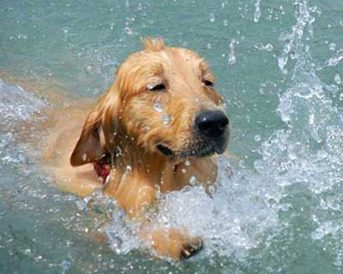 哪些狗狗更擅长游泳