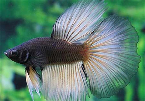 观赏鱼混养小贴士 观赏鱼混养小贴士