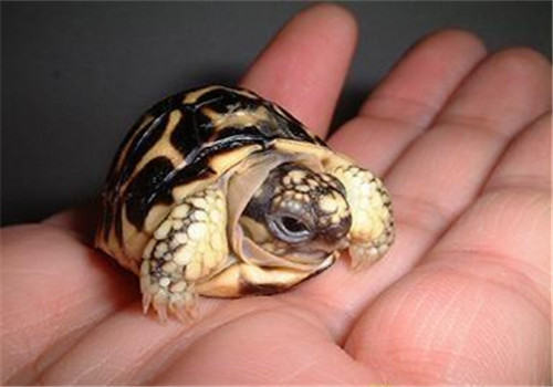 龟的品相重要吗？