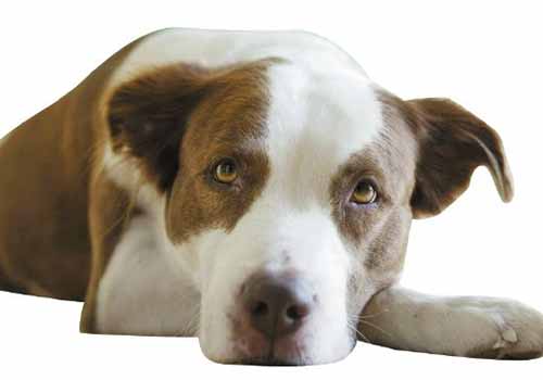 狗狗绝育的优点和缺点都有哪些? 狗狗绝育的优点和缺点都有哪些?