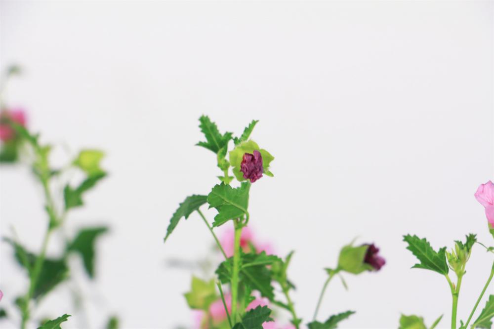 小木槿不开花怎么办