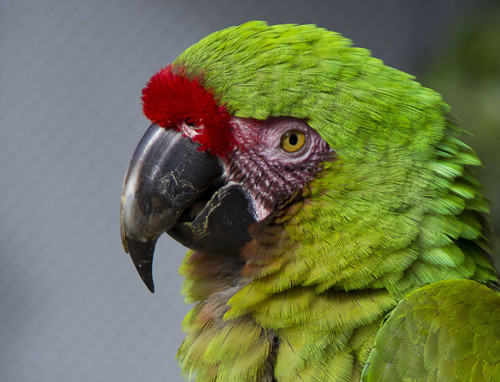 鹦鹉葡萄糖缺乏症简介