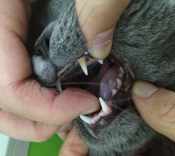 详解猫咪口腔的护理知识