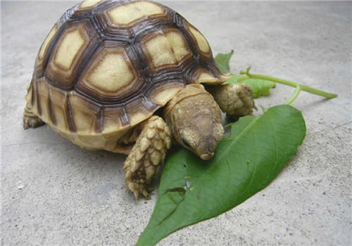 宠物龟口腔炎的感染详述