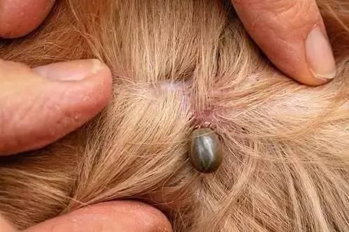 狗狗驱虫多久一次才合适?养狗新手必看 狗狗驱虫多久一次才合适?养狗新手必看