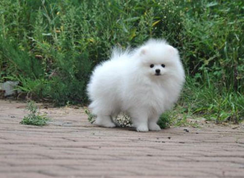 迷你博美犬的由来