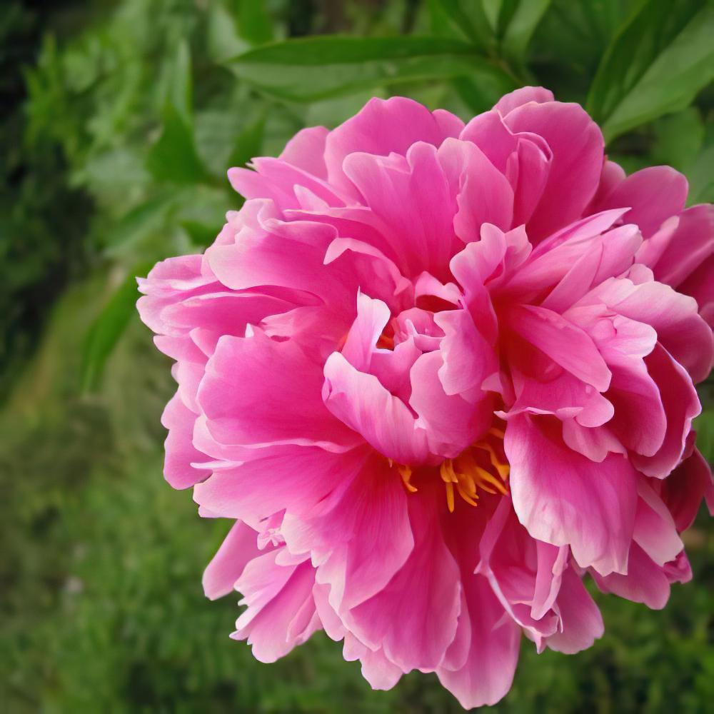芍药怎么养