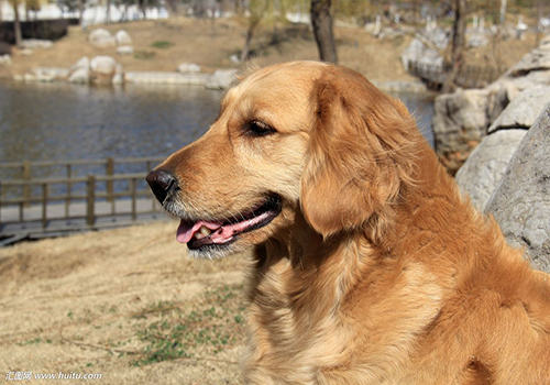 金毛犬饲养注意事项