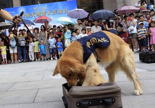 狗狗的鼻子有多少用途