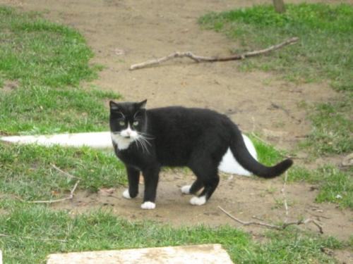 乌云踏雪猫怎么养？乌云踏雪猫介绍