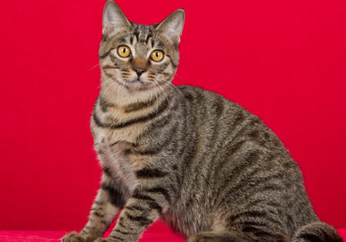 怎样治疗猫等孢球虫病