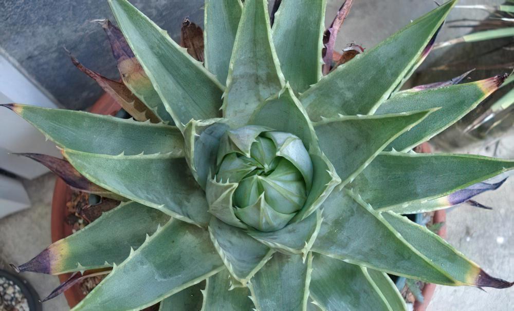 旋转芦荟Aloe polyphylla