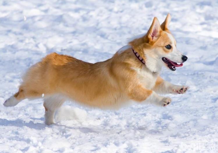 纯种柯基犬可以通过哪些方式辨别？