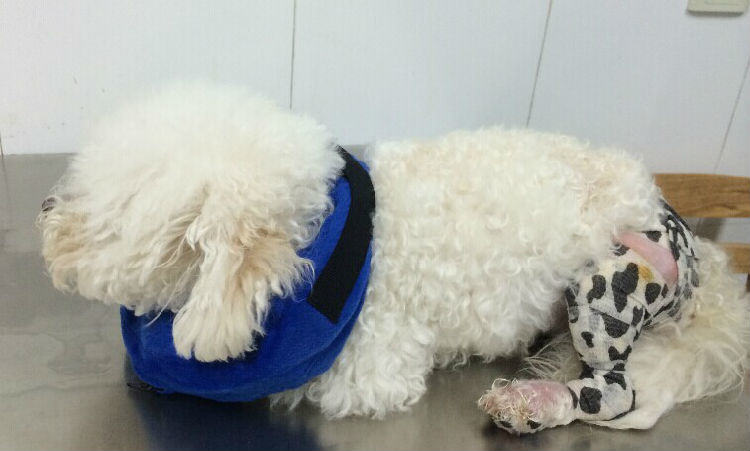 泰迪犬髌骨脱位的诊治 泰迪犬髌骨脱位的诊治