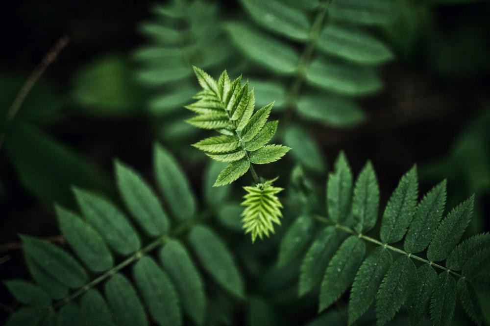 蕨类植物夏天怎么养