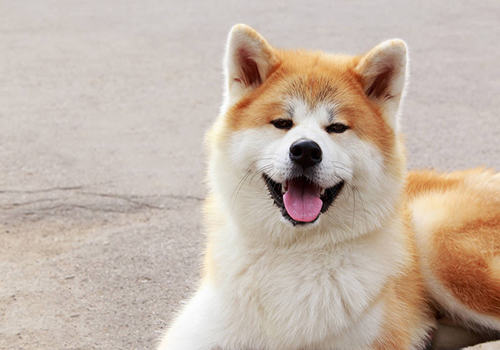 秋田犬市场价格大盘点