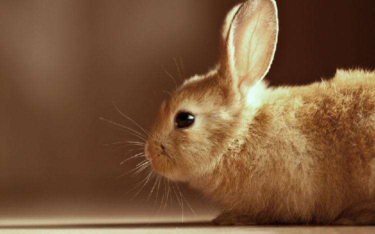 兔兔脚皮炎的原因和治疗方法